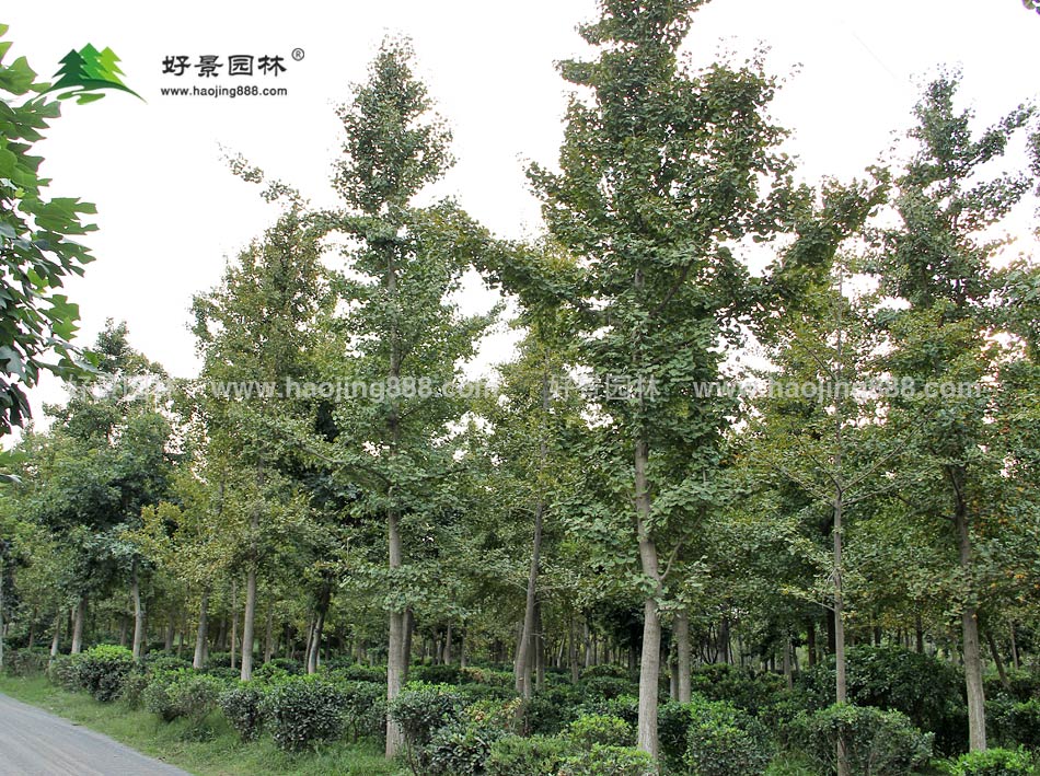 银杏种植基地 (4)