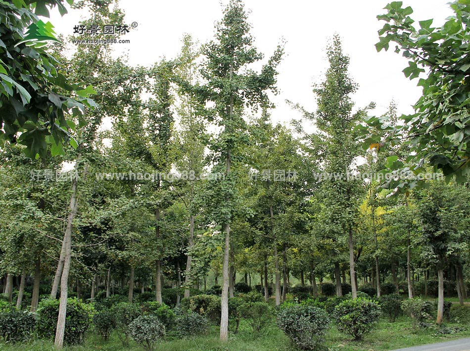 银杏种植基地 (1)