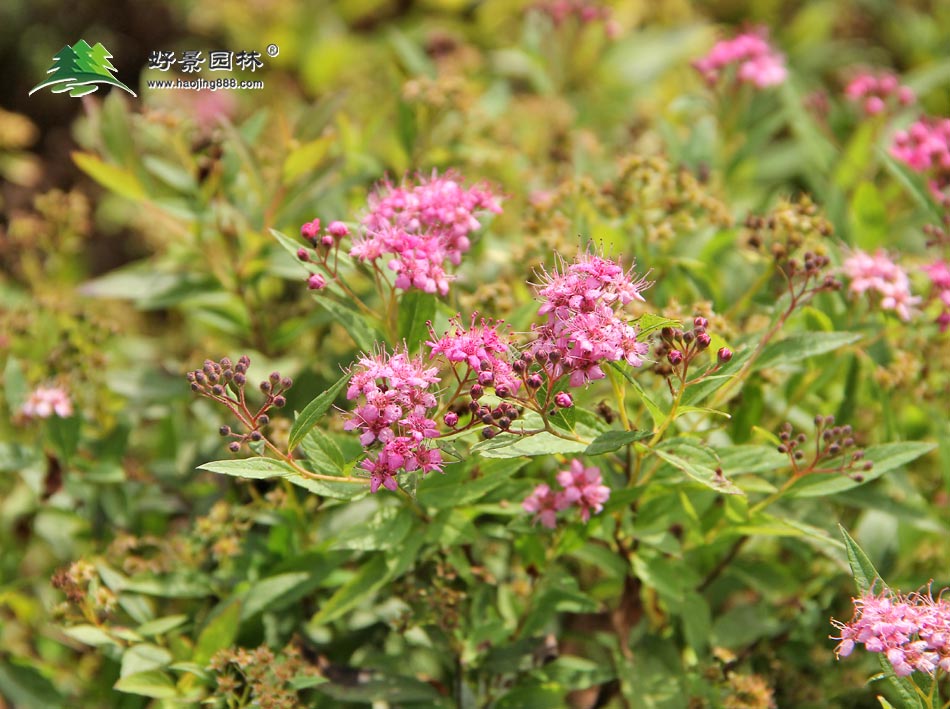 红花绣线菊 