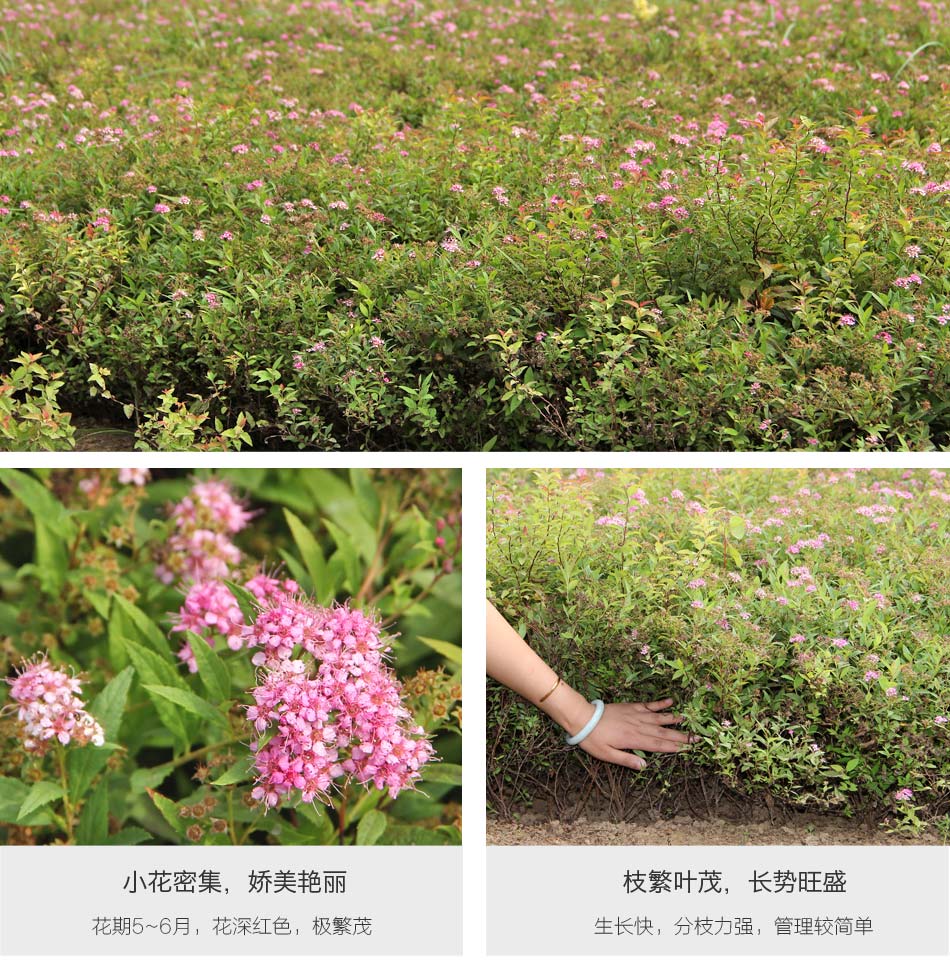 红花绣线菊