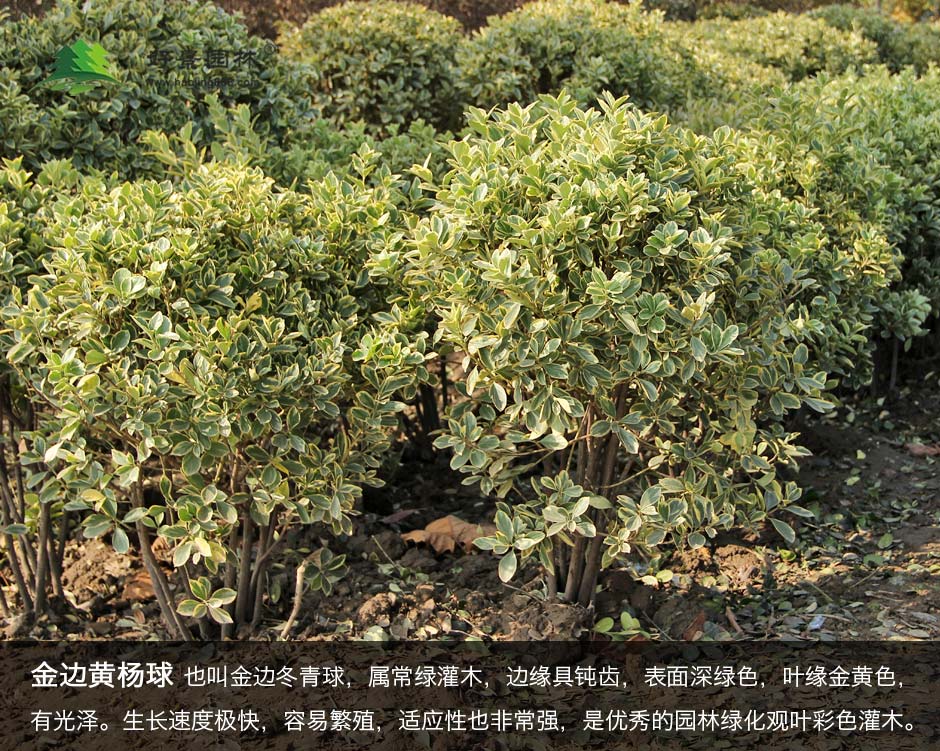 金边黄杨球种植基地 (1)