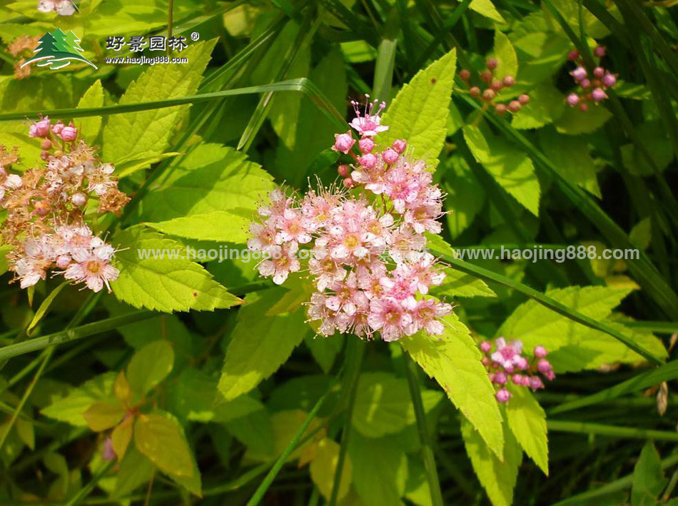 金山绣线菊 (2)