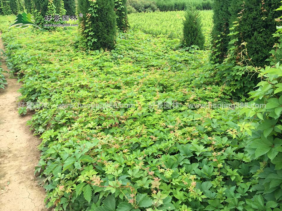 爬山虎种植基地