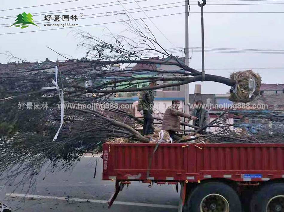 紫叶李装车图片