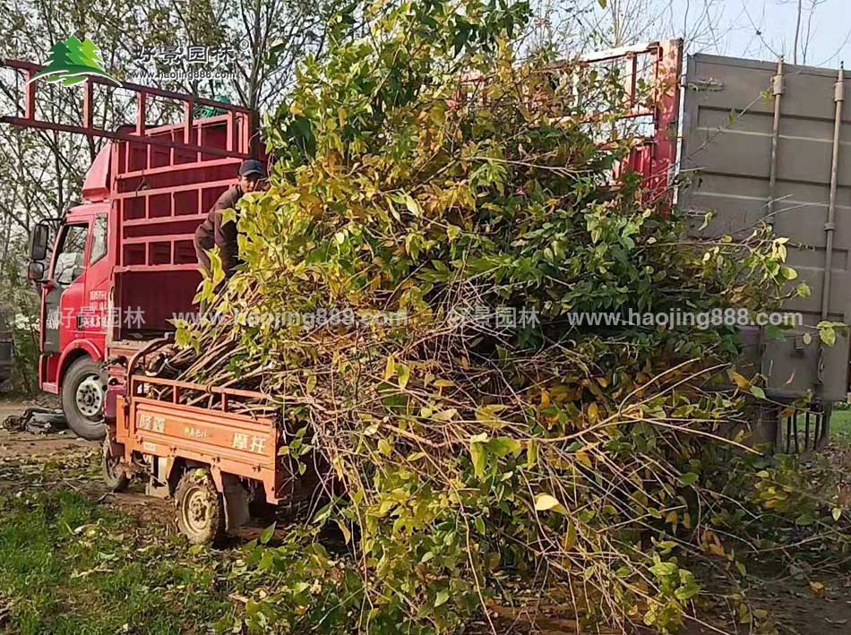 腊梅树苗装车